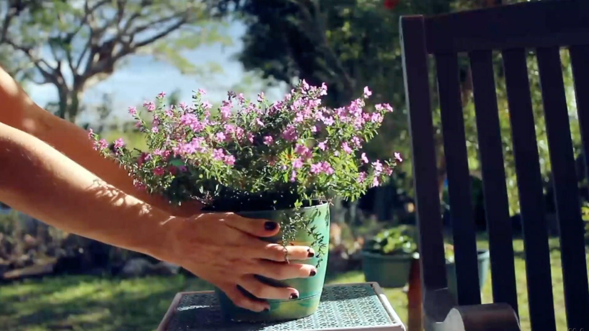 photo of lady placing a Mexican Heather plant on a patio table