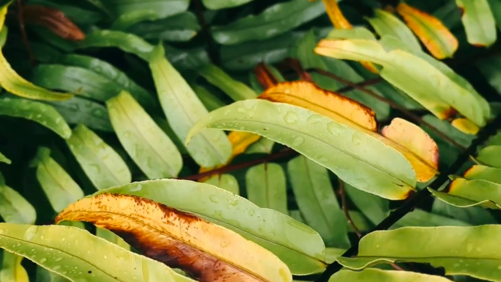 closeup photo of a Fern plant with dead leaves