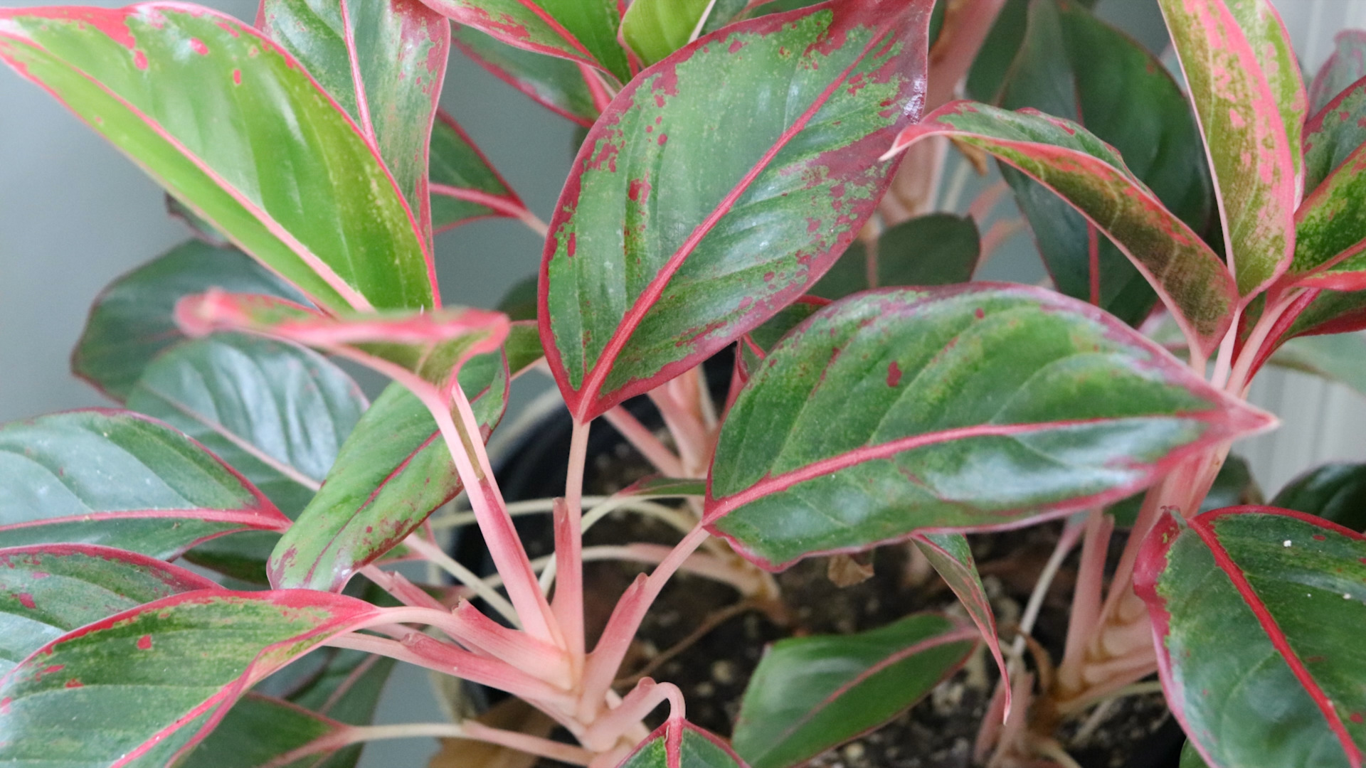 photo of Aurora Siam plant in my sunroom