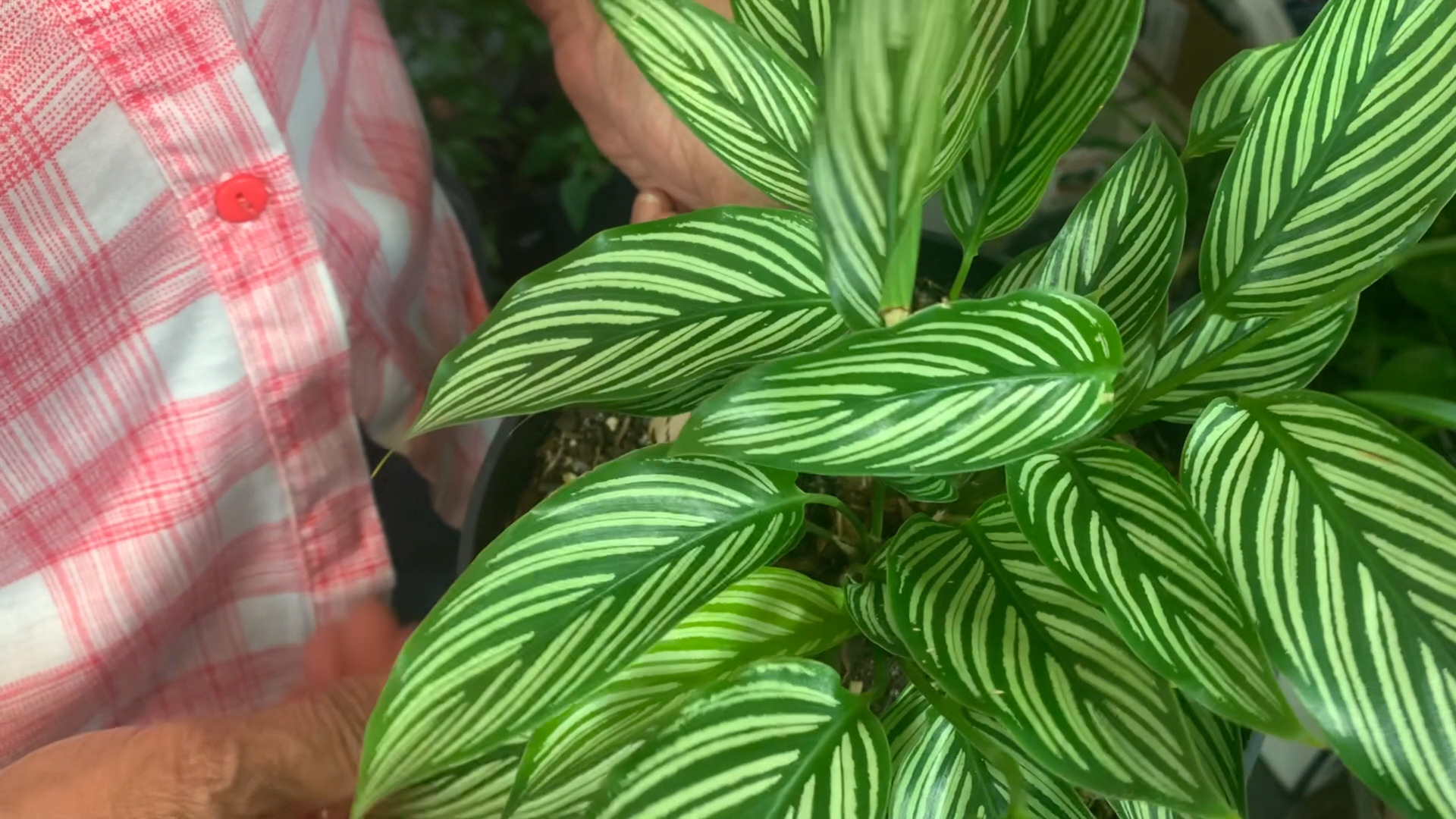 closeup photo of Frankie Hearn holding a Pinstripe Calathea Plant