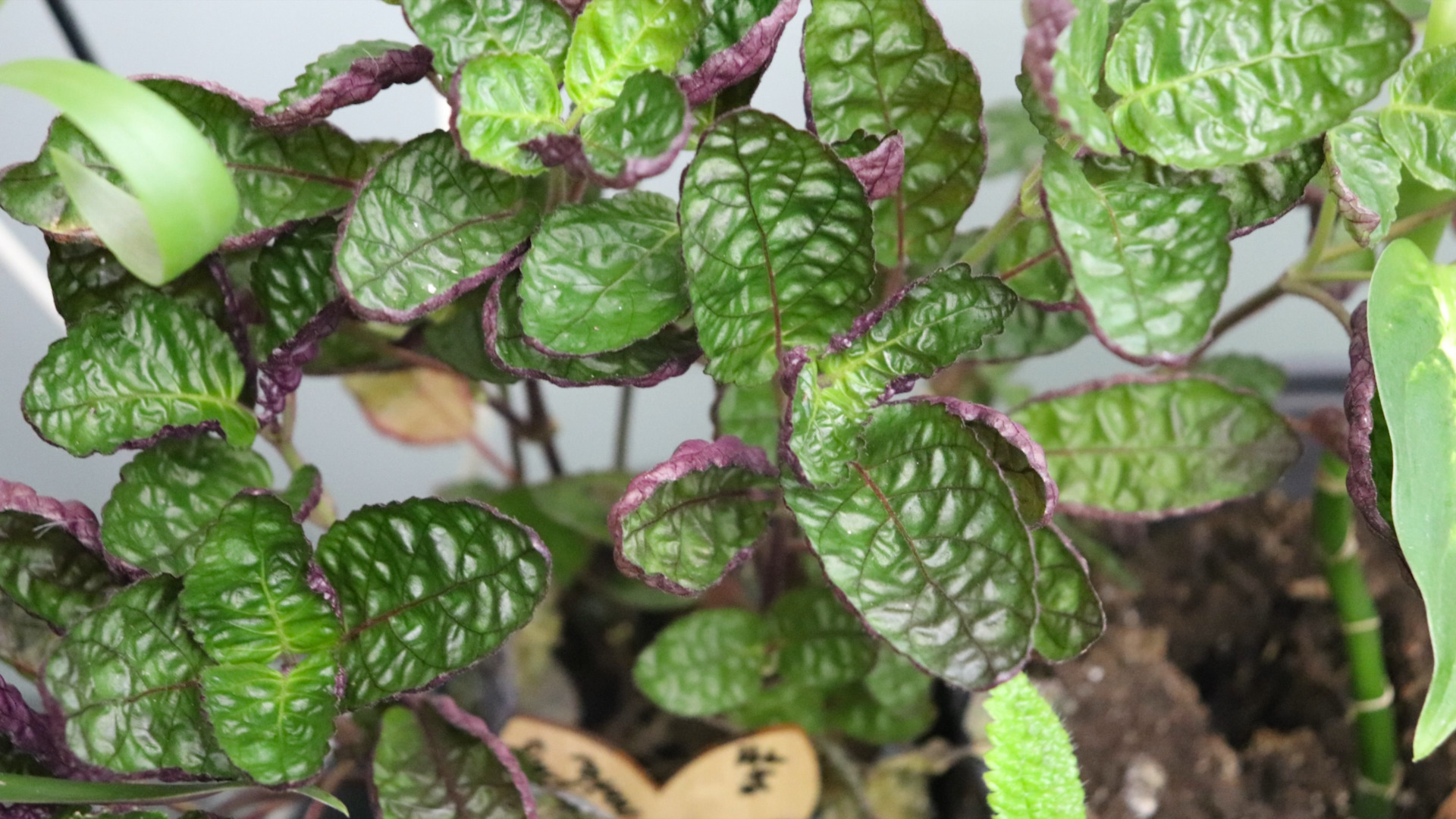 closeup photo of a Purple Waffle Plant