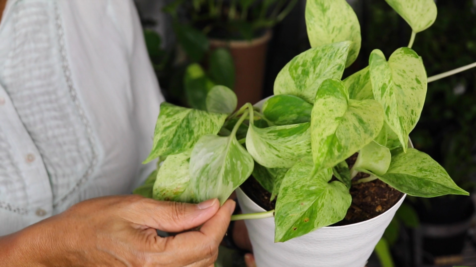 photo of Frankie Hearn holding a Marble Queen Pothos