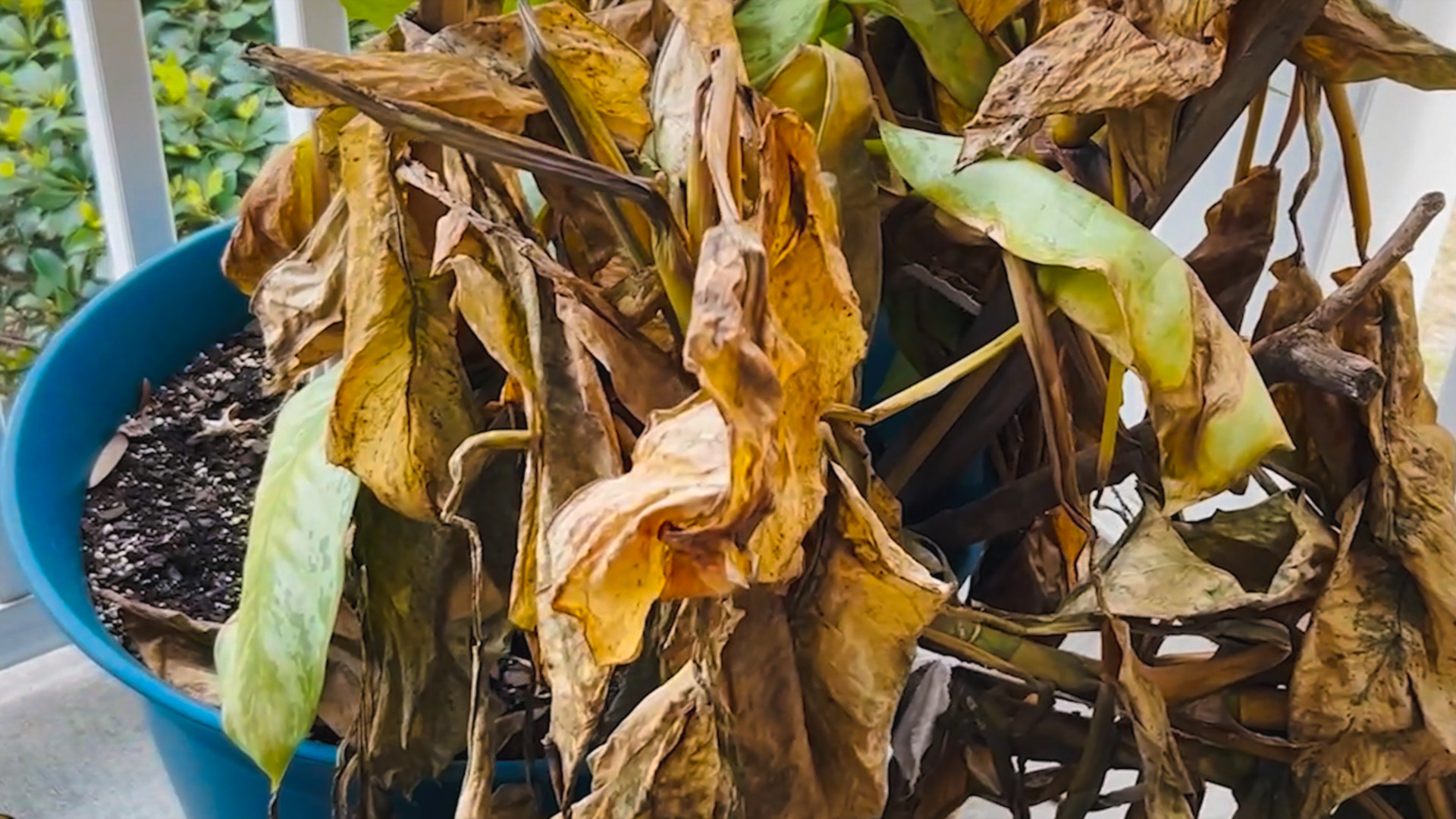 photo of Chinese Evergreen damaged from winter freeze