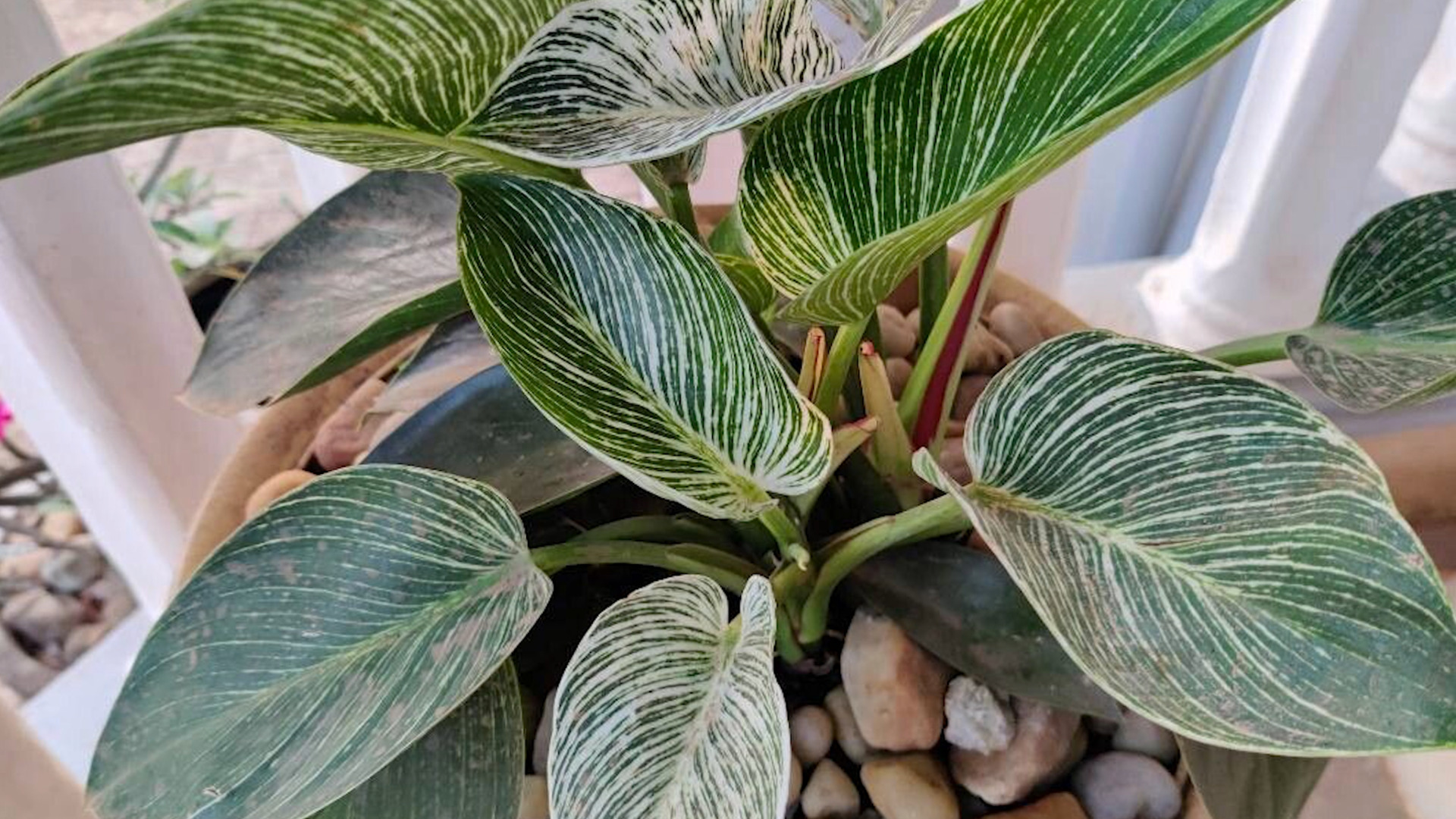 photo of a Birkin Philodendron Plant