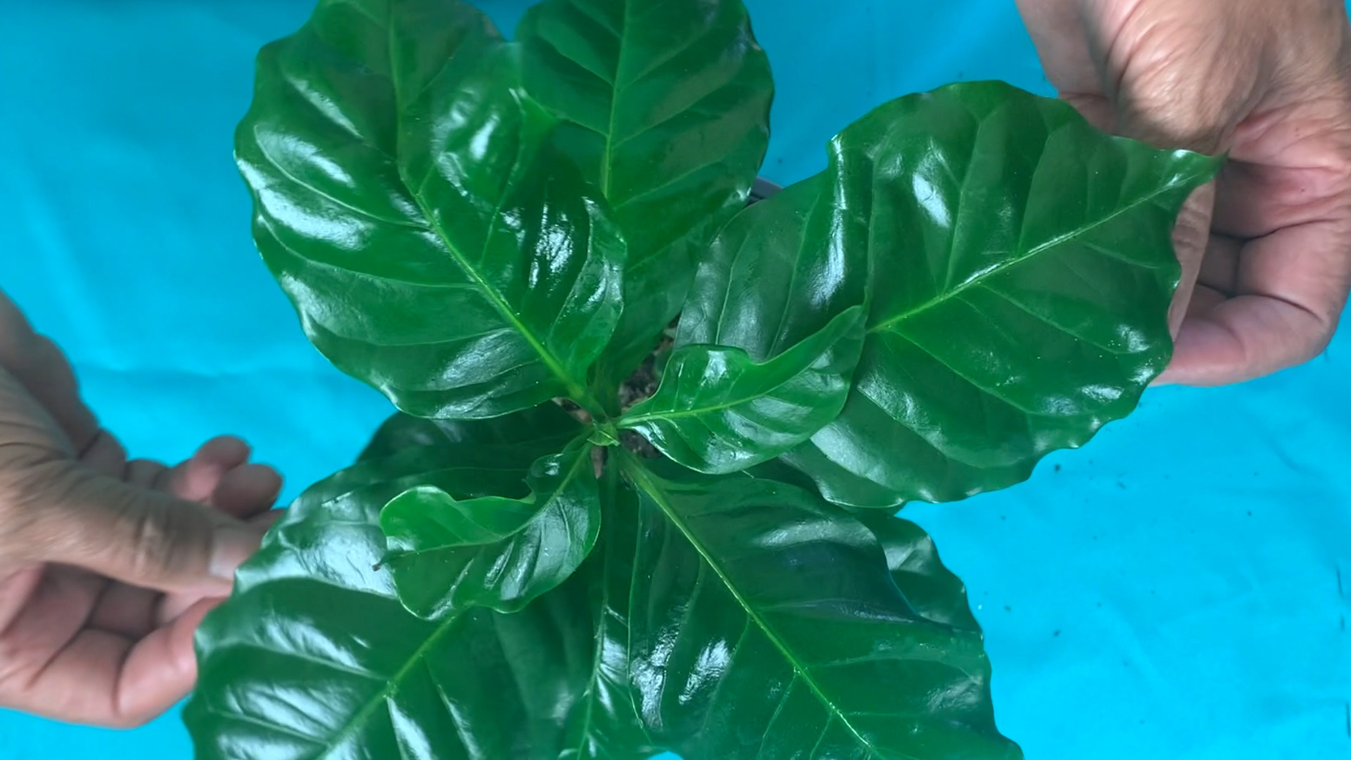 photo of a household Coffee Plant